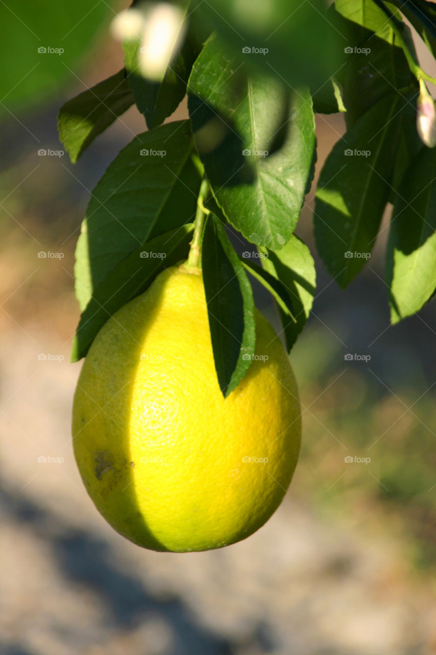 Lemon on lemon tree