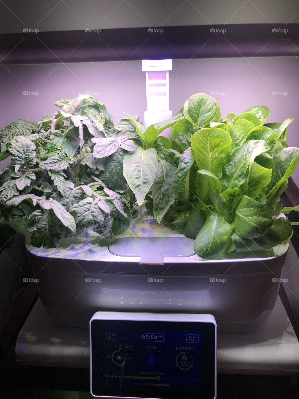 Cherry tomato plant and romaine lettuce growing in a Aerogarden indoor system. This is only 20 days and still growing. 
