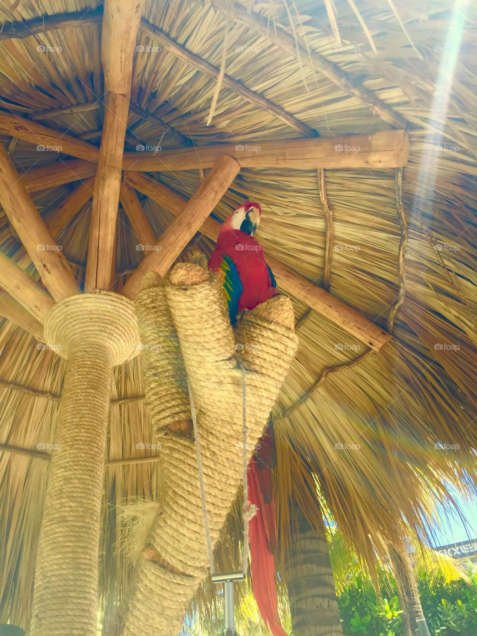 Colorful parrot 