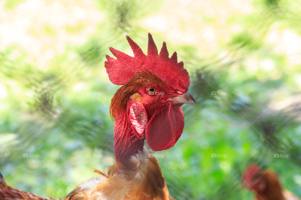 Rooster closeup