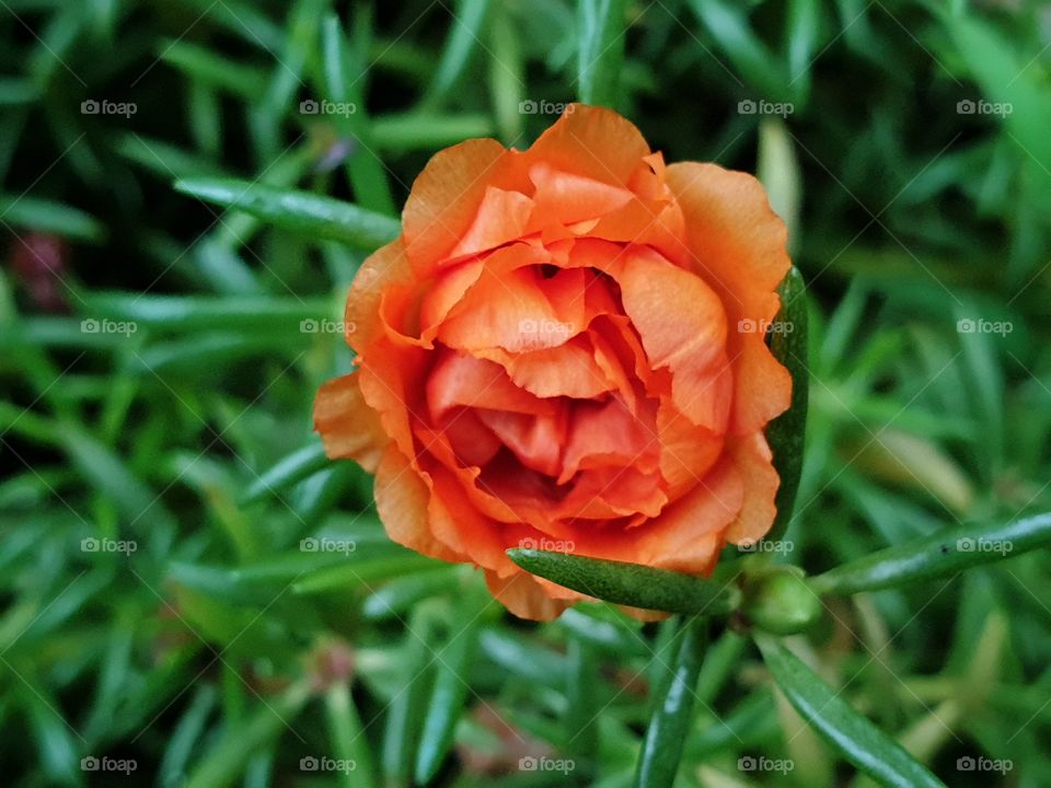 the Portulaca Grandiflora