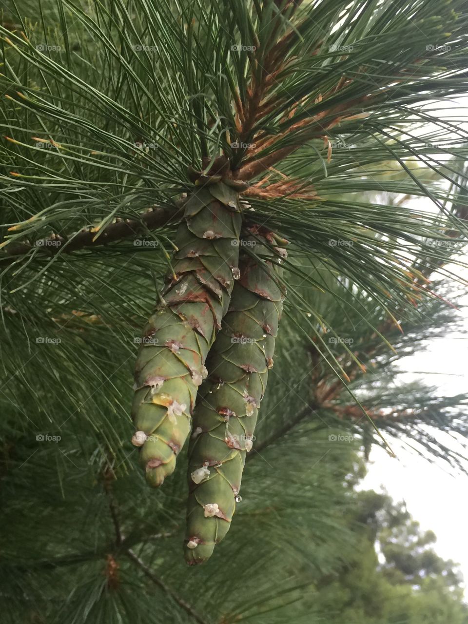Crying Pine Cones