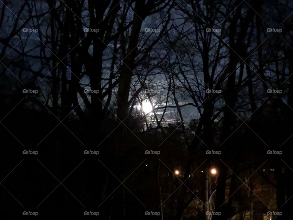The moon through the trees