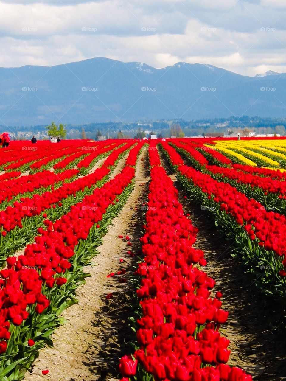 Tulip rows
