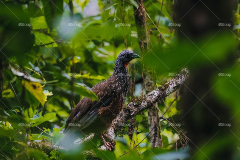 Andean turkey 