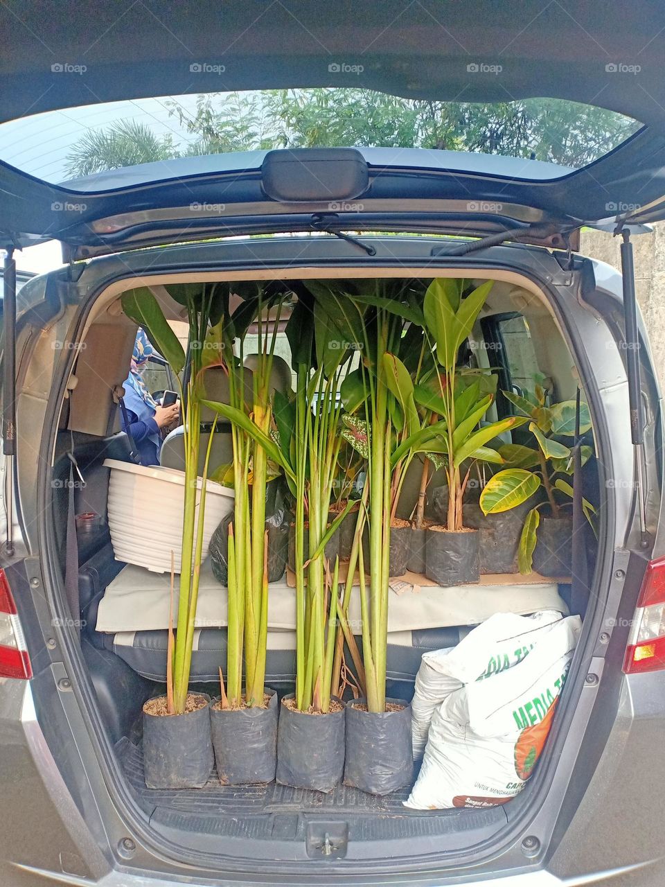 plants purchased and transported in cars