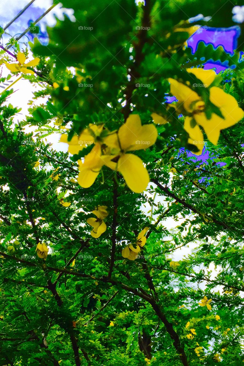 beautiful yellow flowers. beautiful yellow flowers