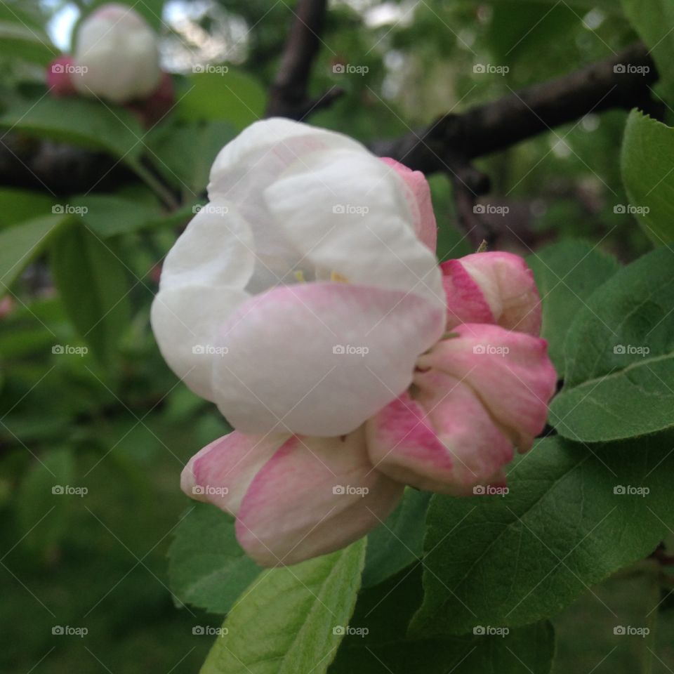 Blooming apple tree