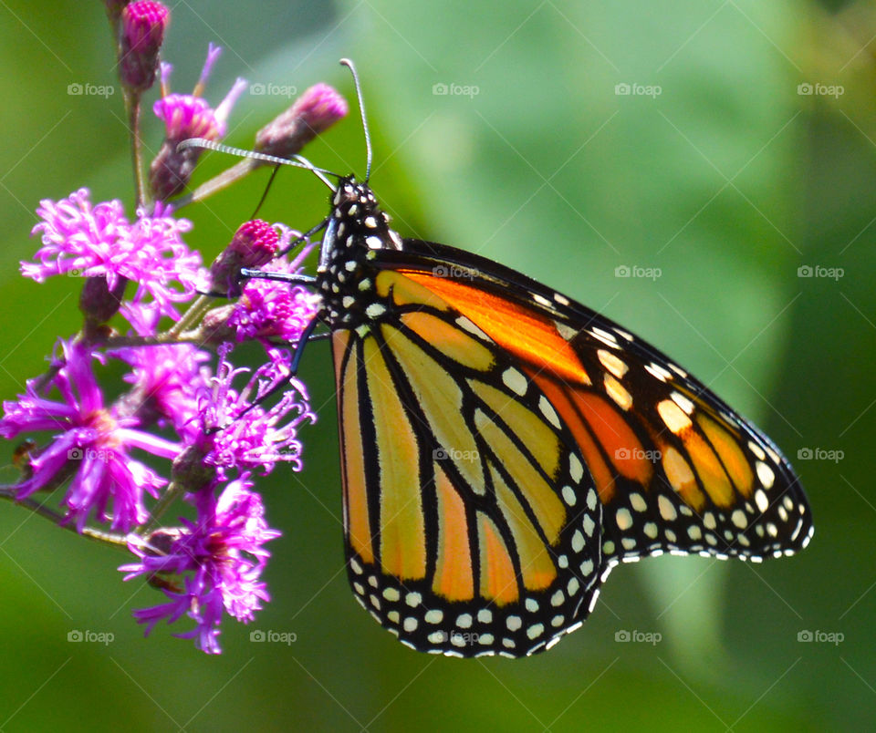 Beautiful Newly emerged monarch butterfly on iron weed on a sunny summer day 