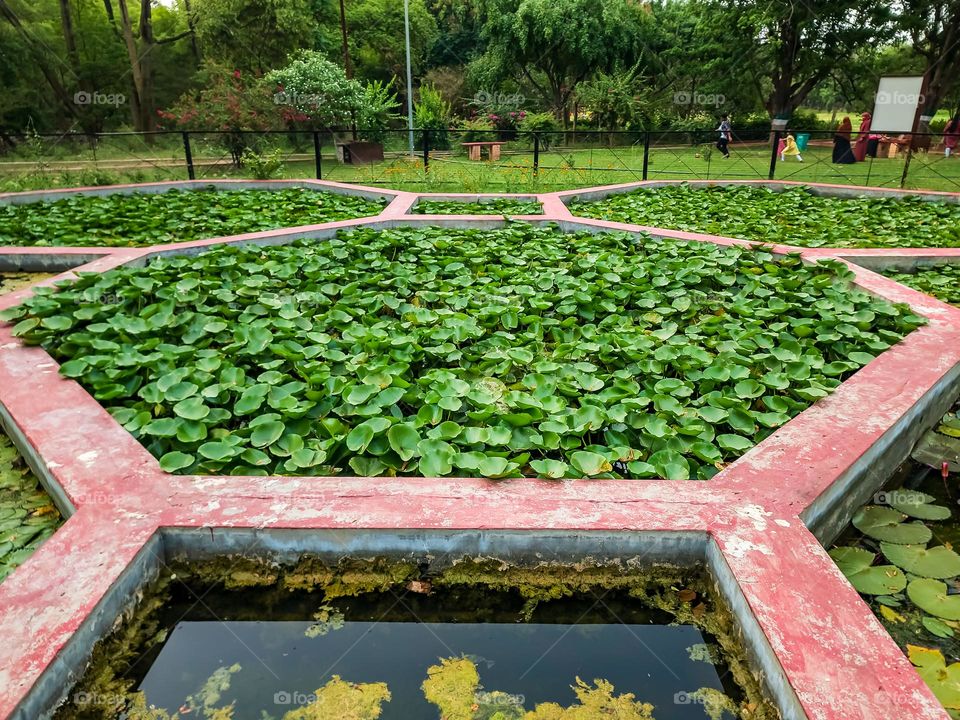 Amazing architecture of a pond