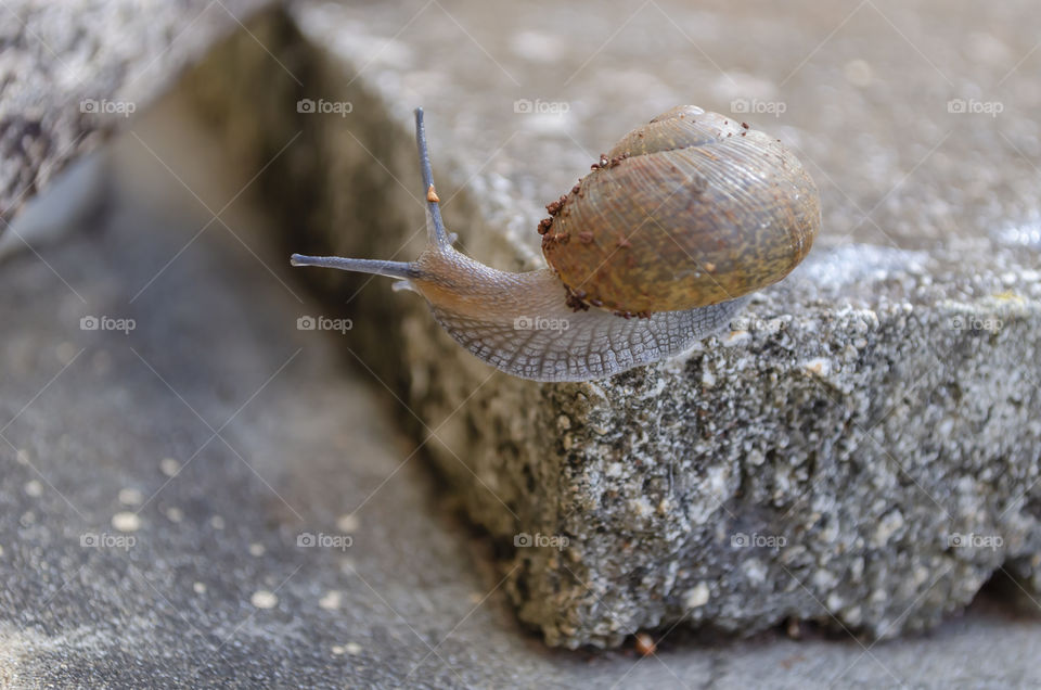 Shell Snail Crawling Off The Edge Of Concrete Slab