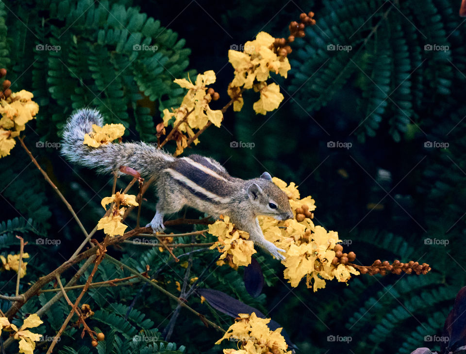 Squirrel  - Eating behavior  - Balance  on  branches