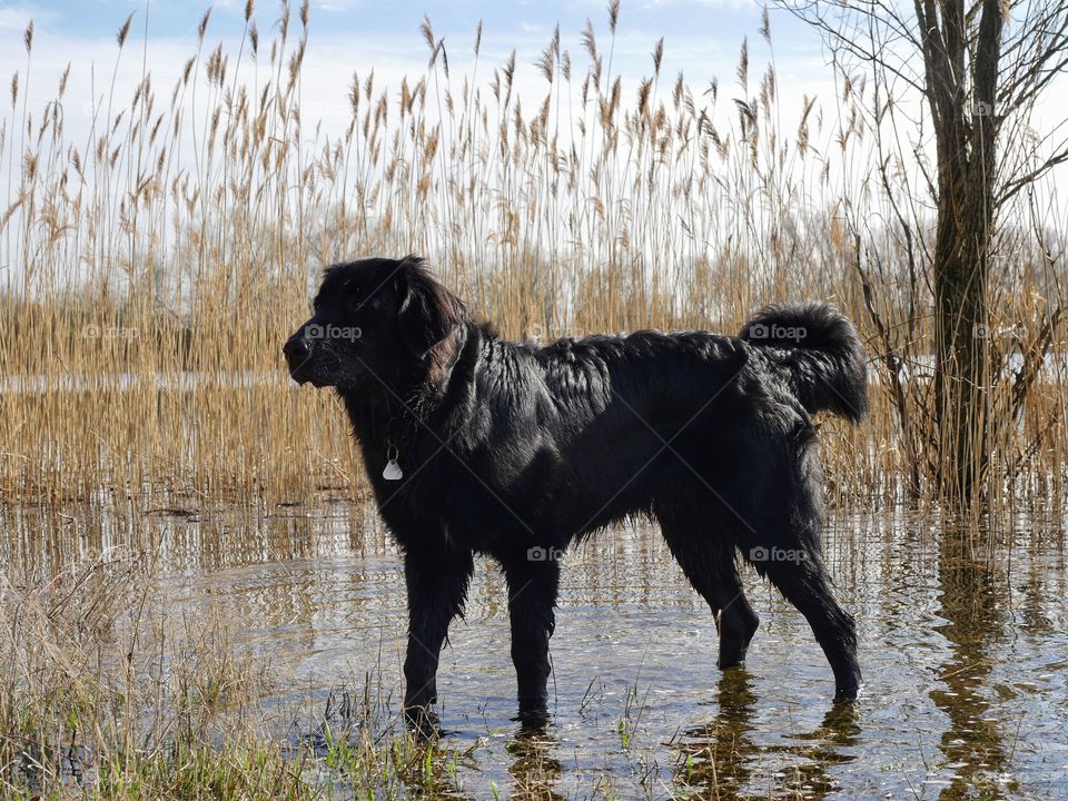 Dog at lakeside