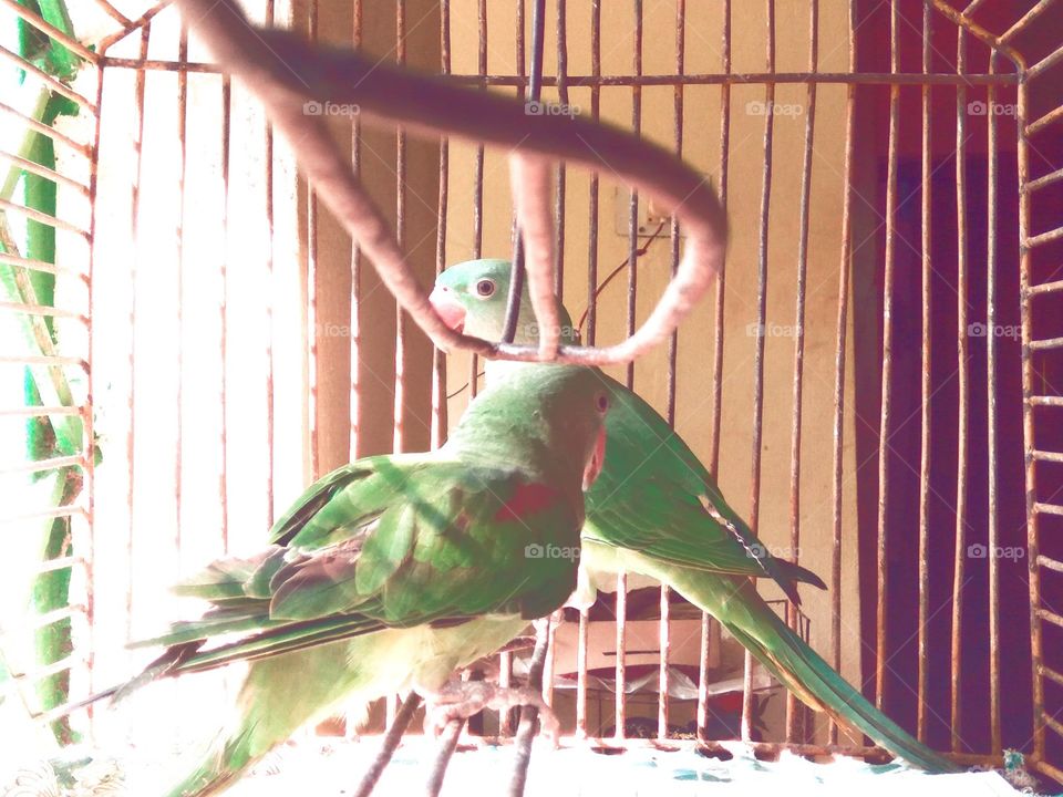 Couple Parrot
