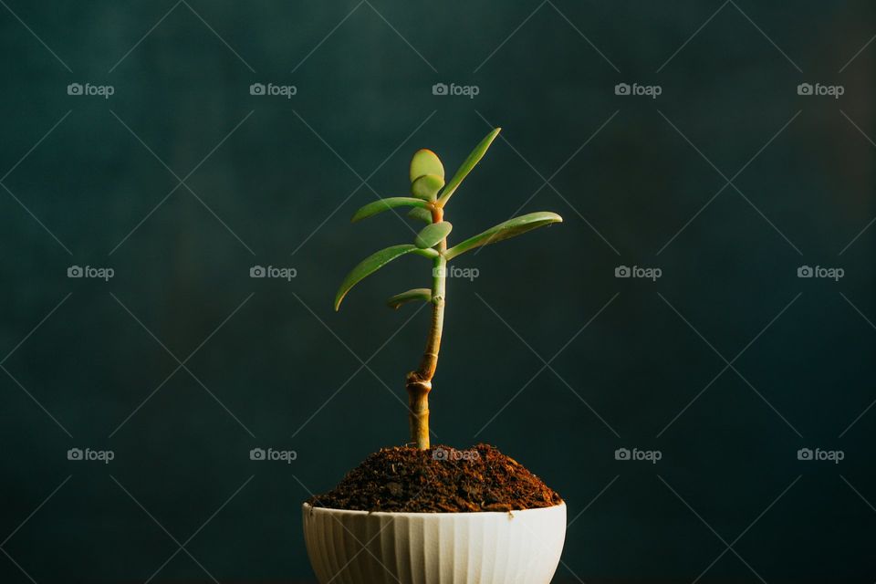 Green Potted Plant In The Middle Frame