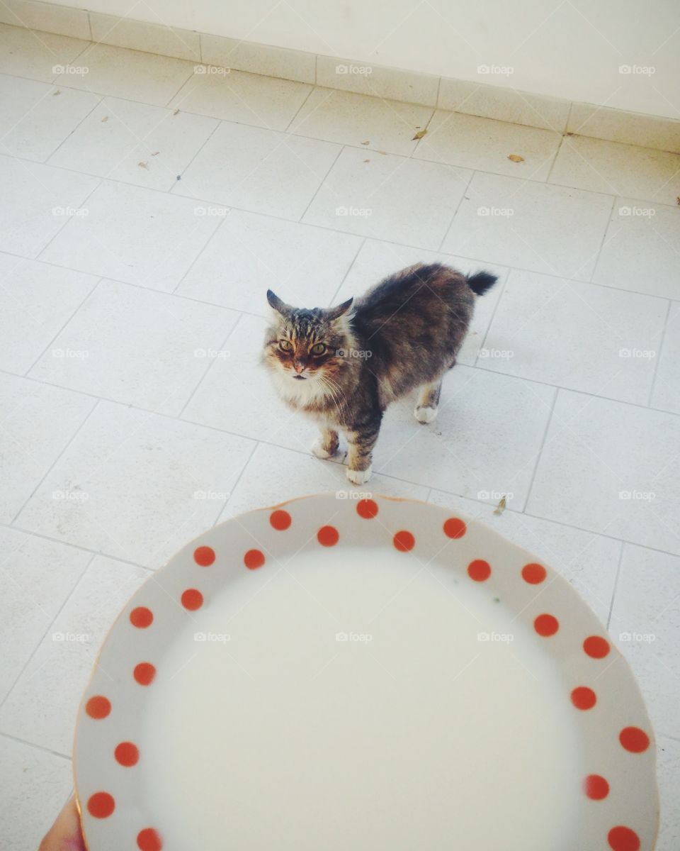 cat with giant plate of milk