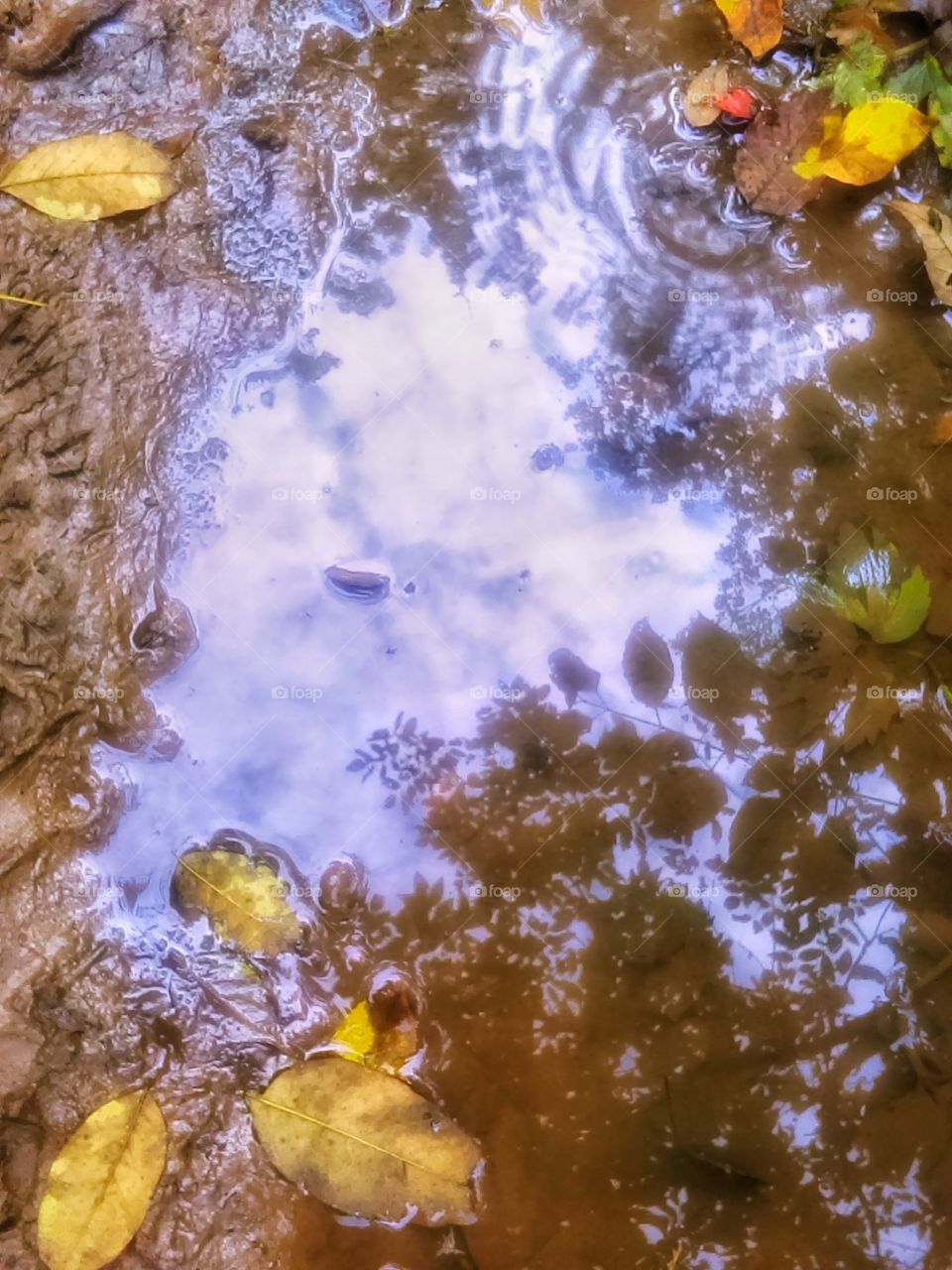 A puddle after the rain