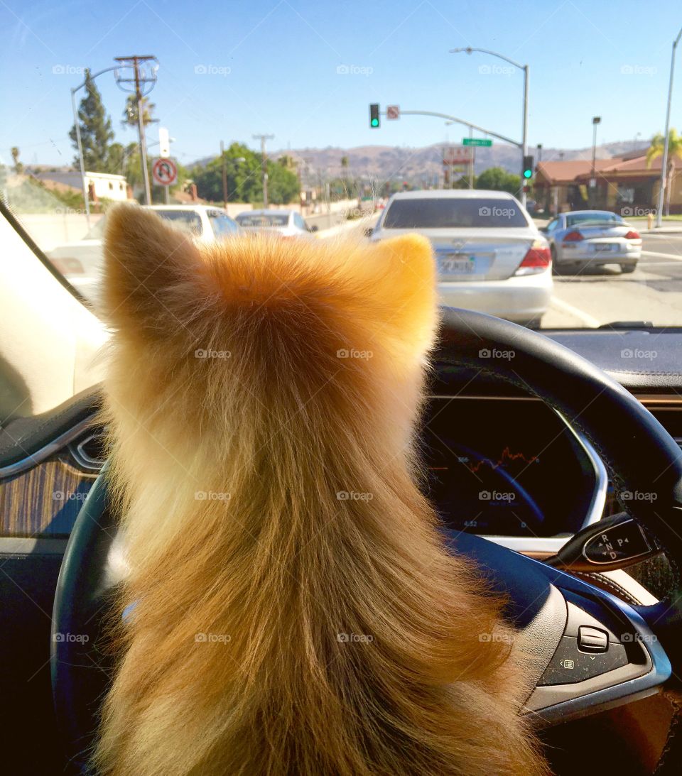Let's go on an adventure! I'll drive - Mimi the pom 