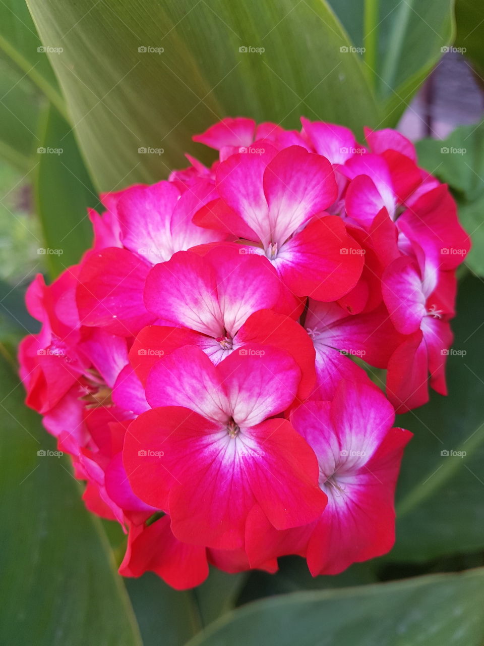 pink flower