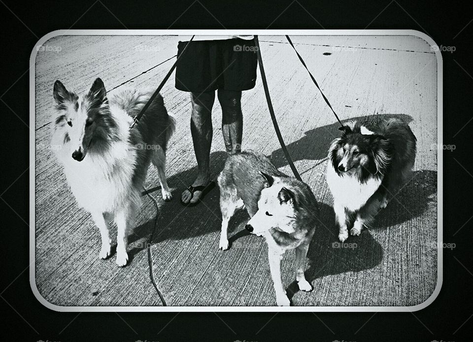 Three Dogs Walking