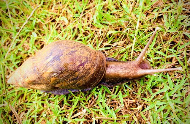 Snails 