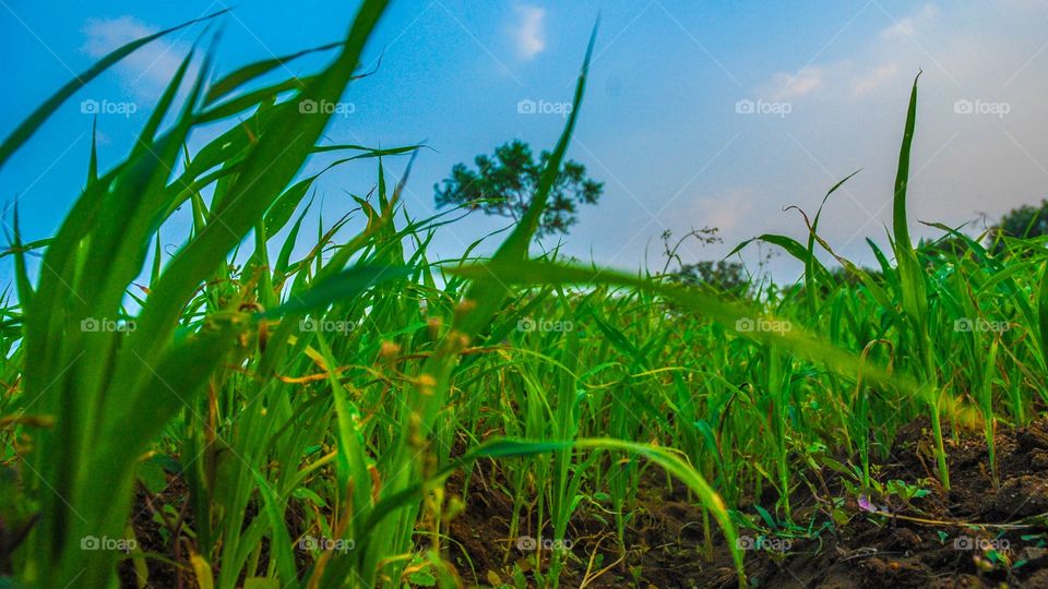 grass land photography 