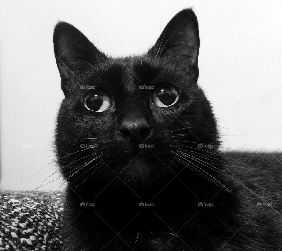 black and white // nikon D3500