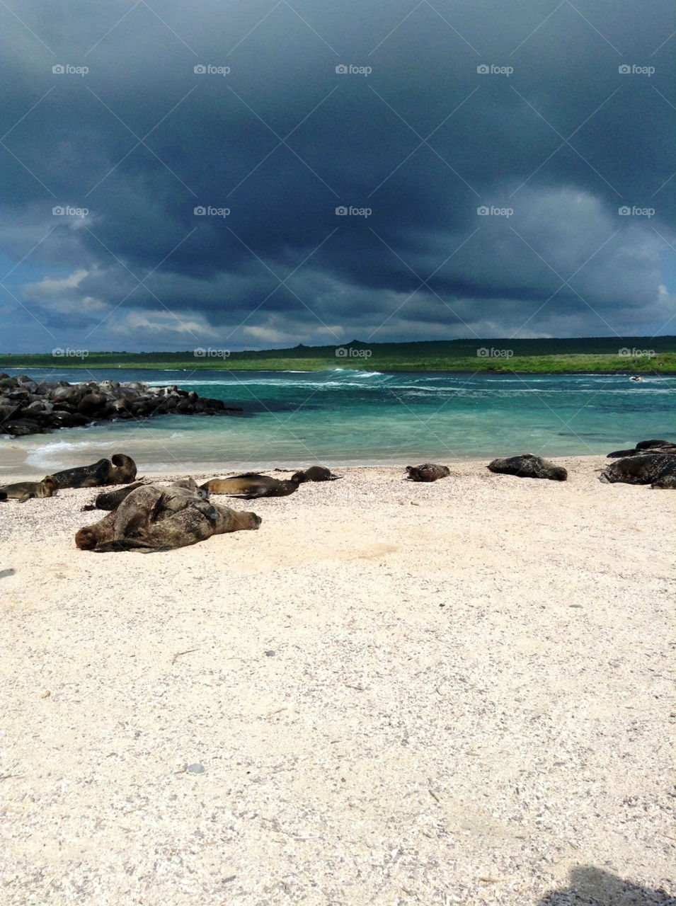 Sea lions on Galapagos beach