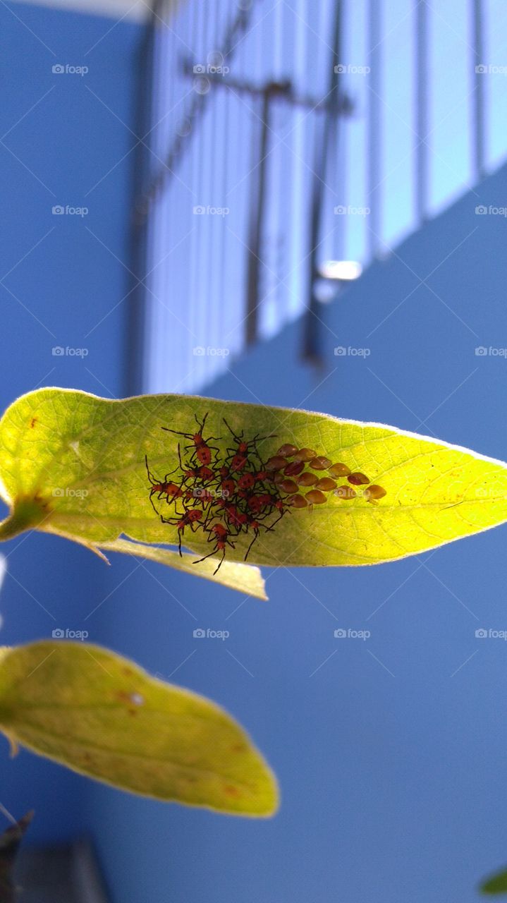 Bugs on the leaf 