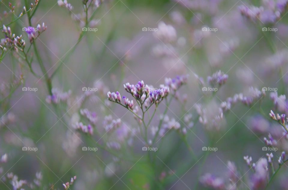 Soft focus purple flowers 