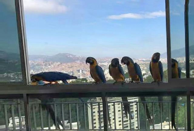 Guacamayas visit
