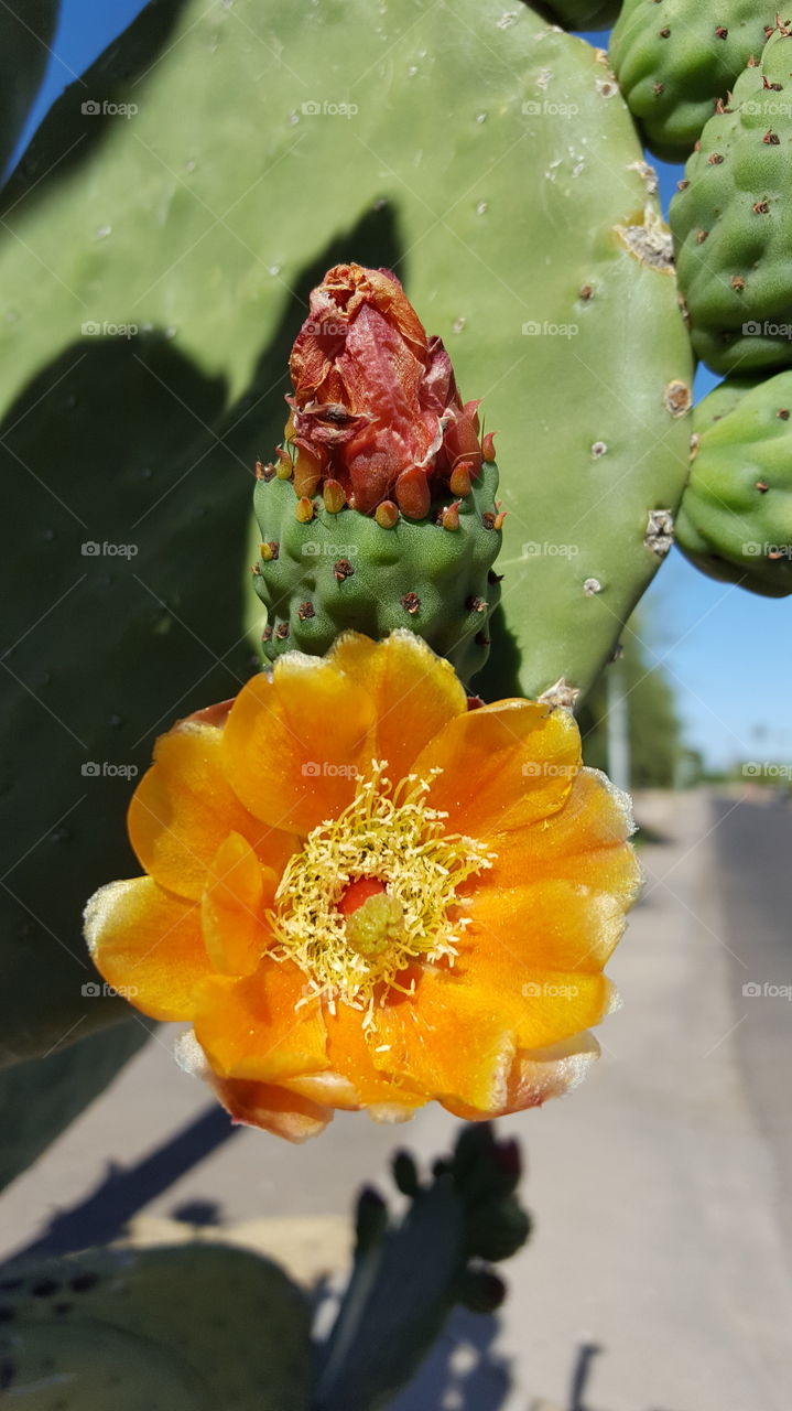 Prickly Pear Cactus Blossom & Bud