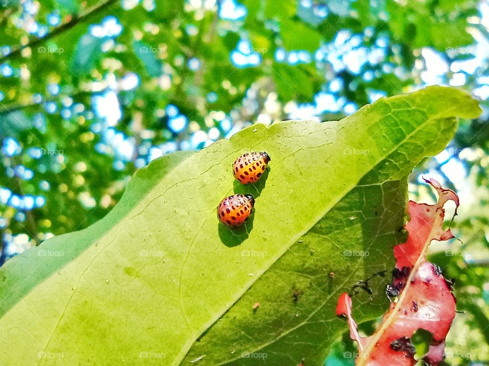 Ladybugs living in harmony
