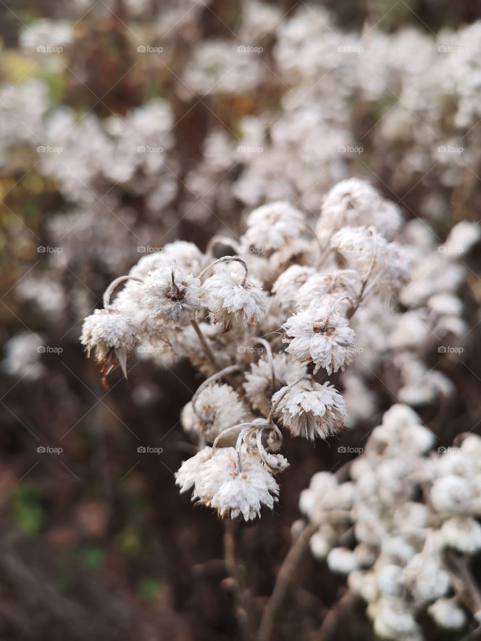 Autumn soon leaves us. When we look around, we see that the leaves are falling and the forests are becoming bare.  The flowers are drying. Winter is coming, which will cover everything with its white powder.