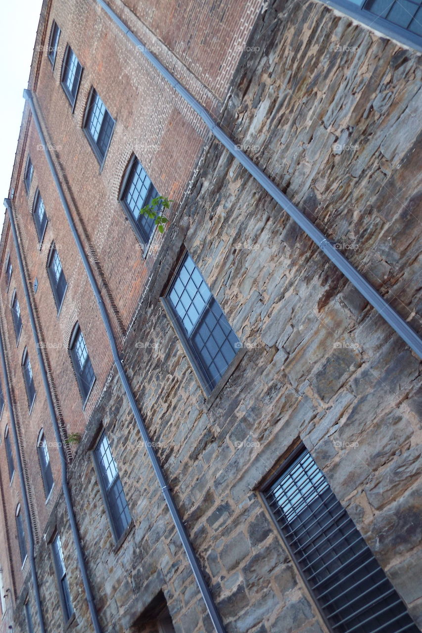 Trees growing from building