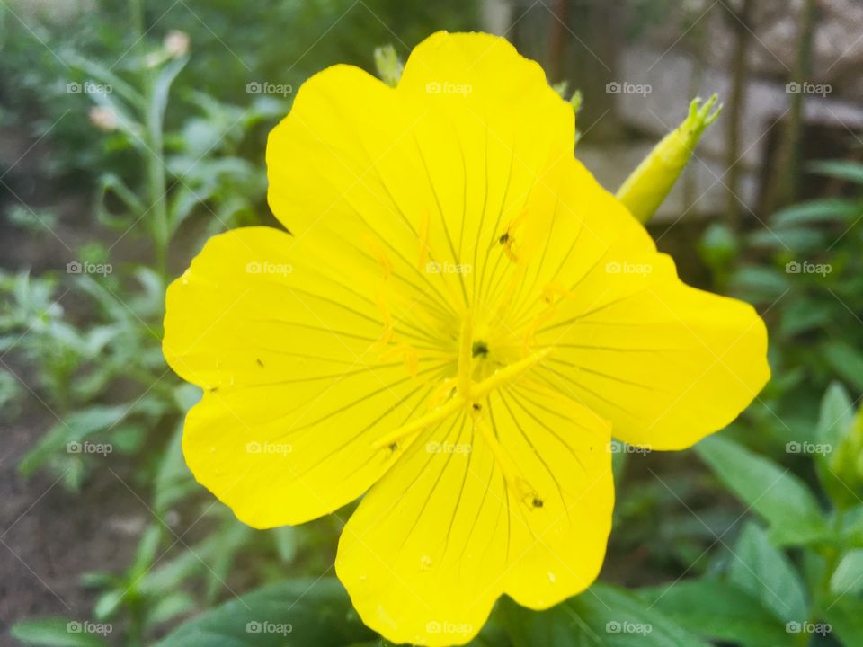 Цветы в саду 