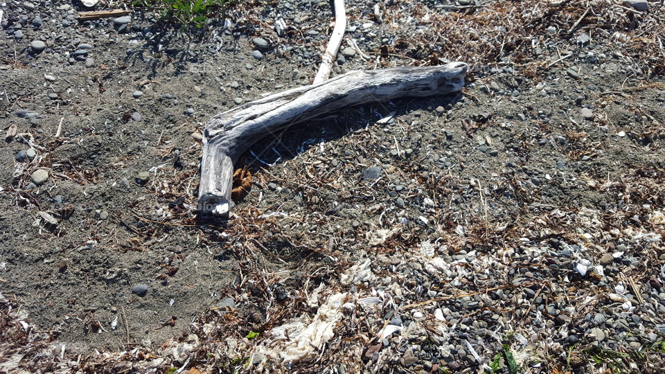 drift wood