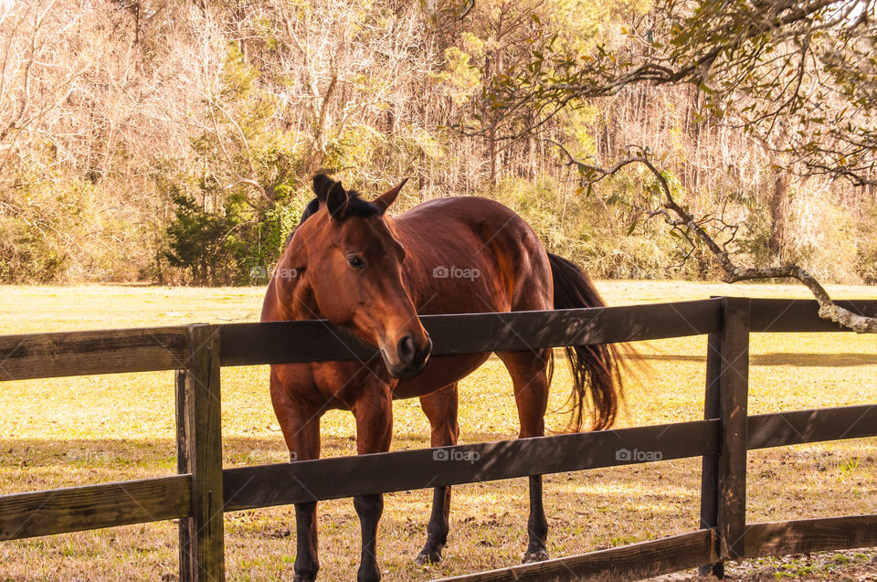 Horse standing behind wooden fence