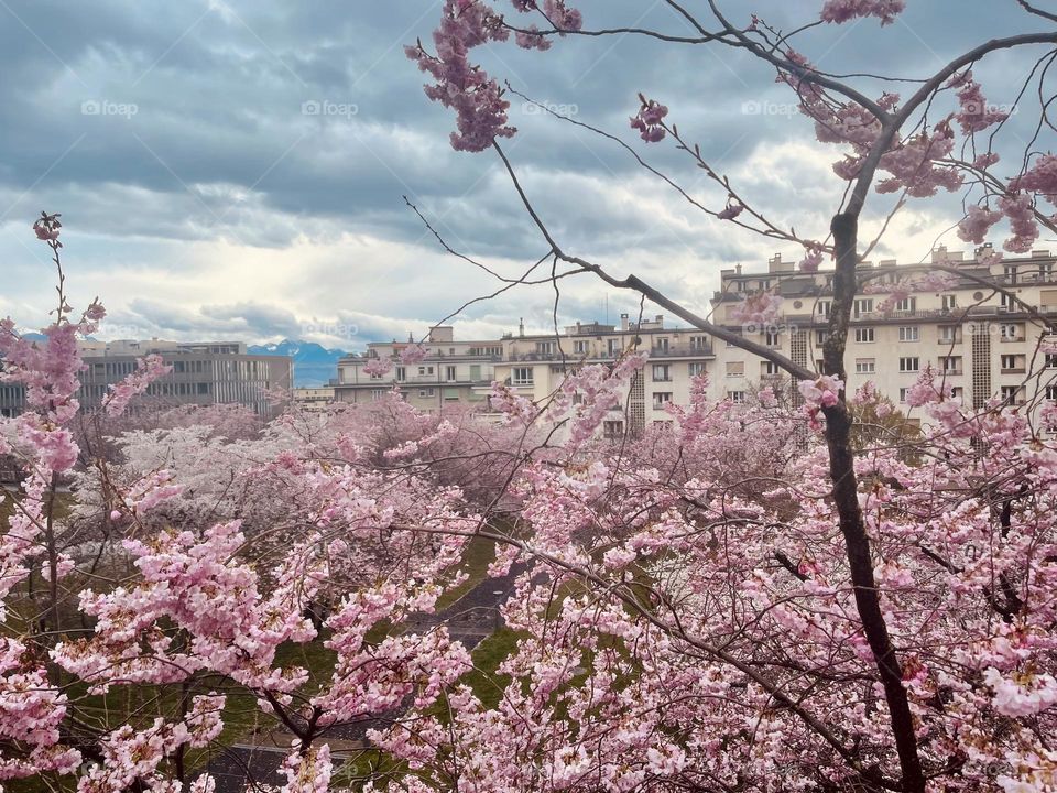 blossoming cherry and plum trees