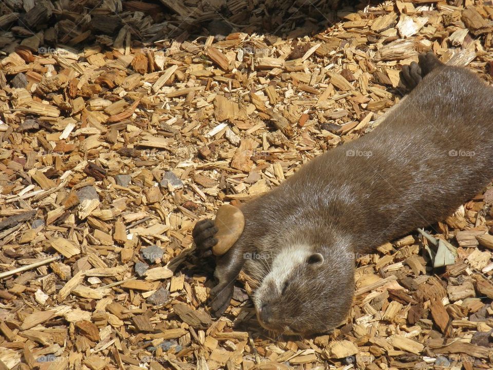 Playful Otter