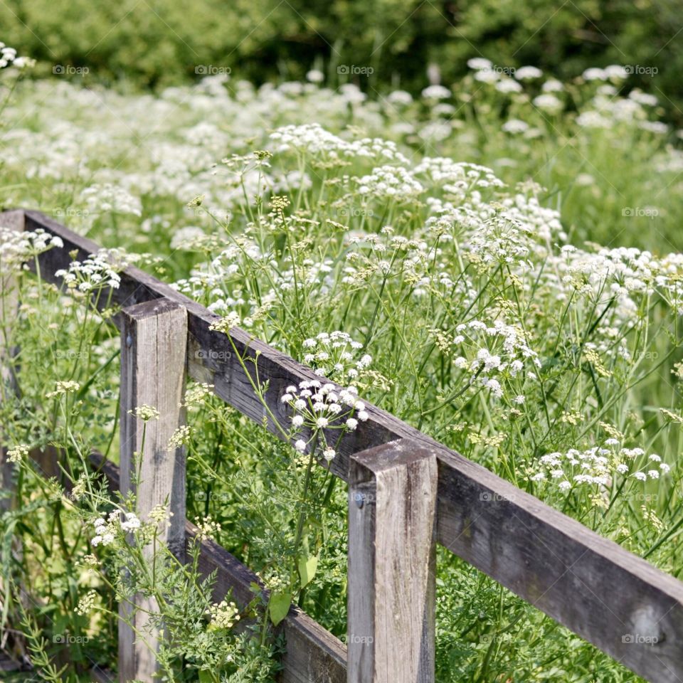 Field meadow