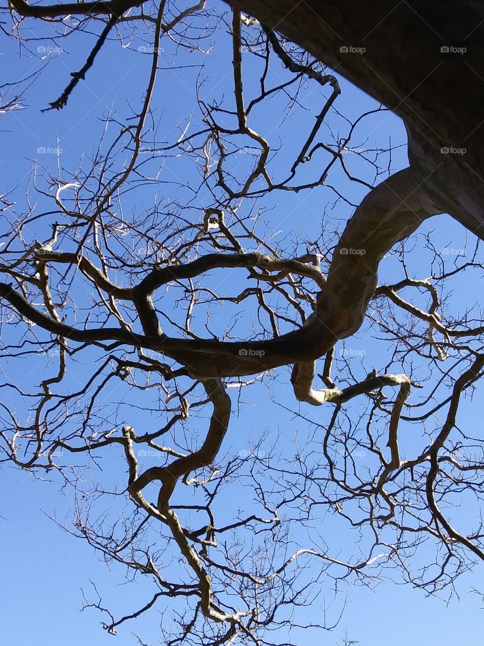 branch of a myrtle tree