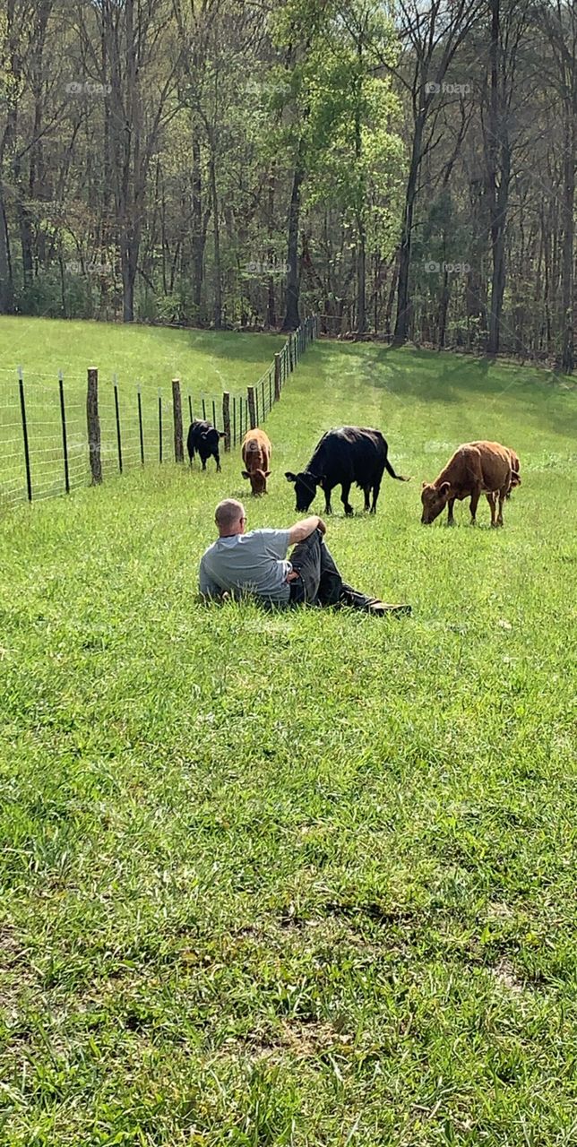 The day my husband brought his long awaited cows home 