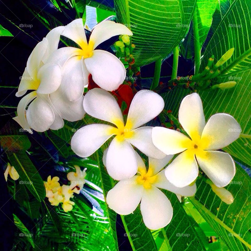The White Plumeria