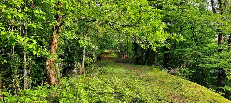 jungle road