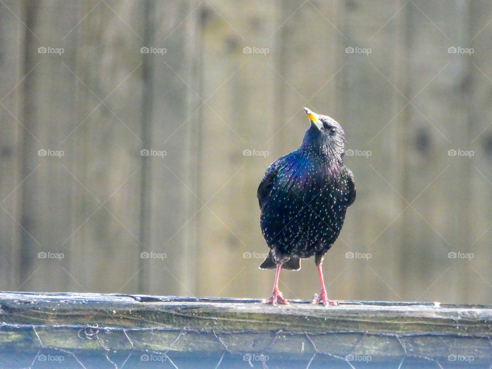 starling