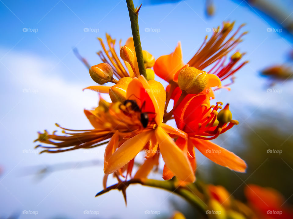 Capparis Flowers blooming against the backdrop of blue sky