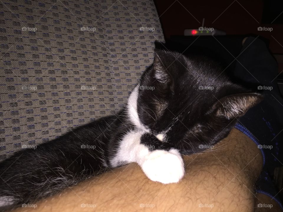 Cat, Portrait, One, Pet, Mammal