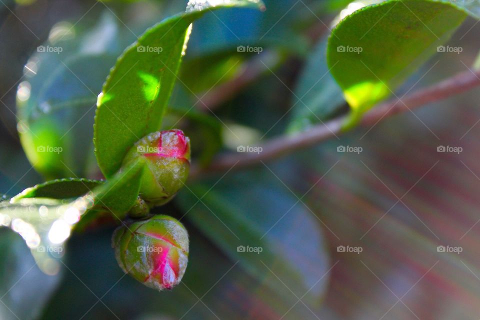 Pink flower buds in the morning light