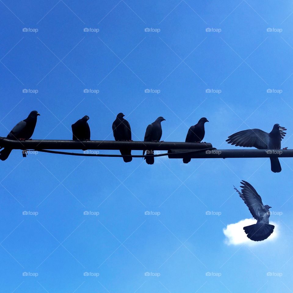 pigeons on a lamppost